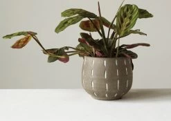 Terra-cotta Planter, Glazed With Debossed Lines